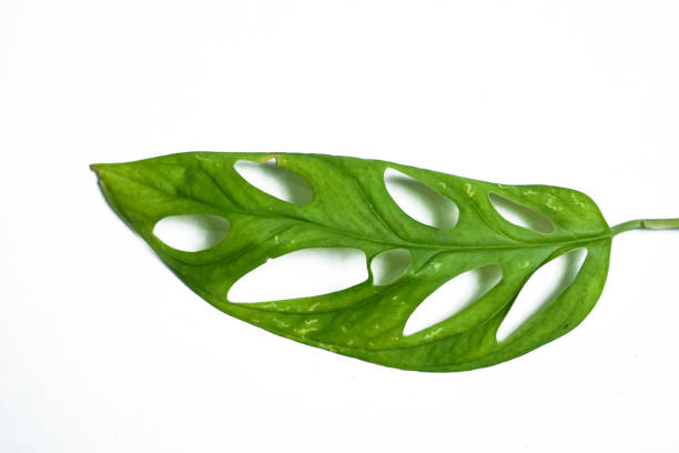 istock Monstera adansonii leaves isolated on white background. 1332219596