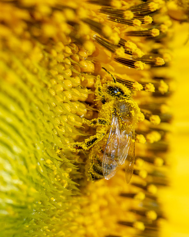 honey bee collecting pollen of sunflower