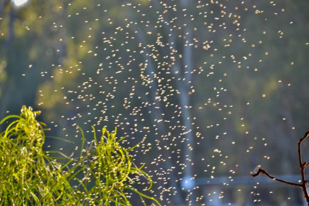 Macro view of summer flies or gnats in the sunlight in the morning stock photo