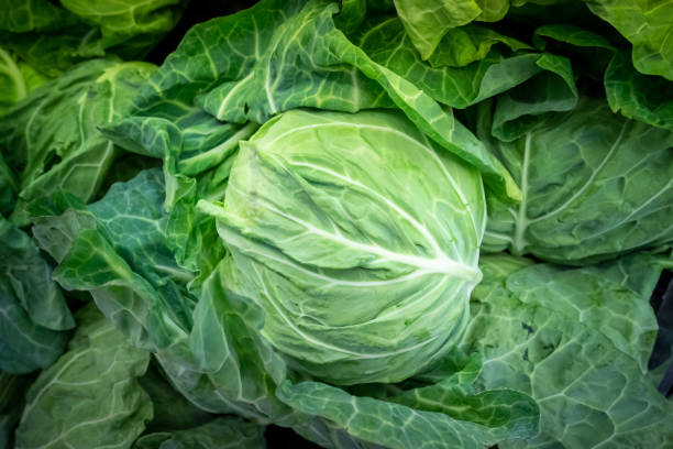 a lot of cabbage stock photo