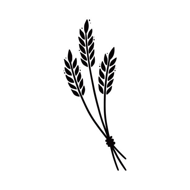 Wheat, barley, rice icon. Hand drawn Wheat, barley, rice icon. Hand drawn sketch style oat with grain. Wheat isolated vector illustration. hay stock illustrations
