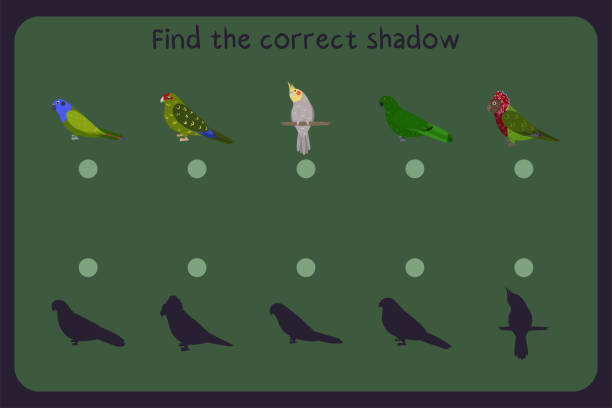 Matching children educational game with parrots - pionus, kakariki, cocatiel, eclectus, red fan parrot. Find the correct shadow. Matching children educational game with parrots - pionus, kakariki, cockatiel, eclectus, red fan parrot. Find the correct shadow. Vector illustration. echo parakeet stock illustrations