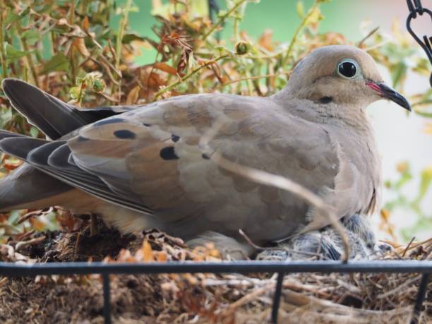 istock Mama Dove and her Fledglings 1332226878