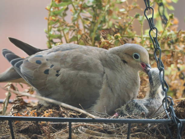 istock Mama Dove and her Fledglings 1332227164