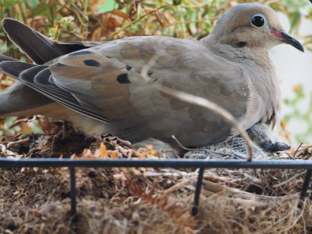 istock Mama Dove and her Fledglings 1332227165