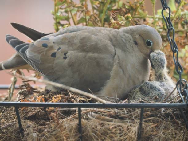 istock Mama Dove and her Fledglings 1332227170