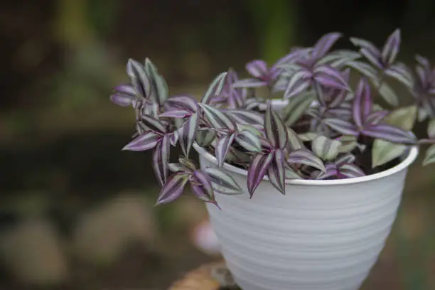 Tradescantia zebrina: tradescantia grows in a white pot in the backyard in summer. Zebrakraut, Silver Inch Plant, Wandering Jew plant, Ornamental Houseplant for home decor.