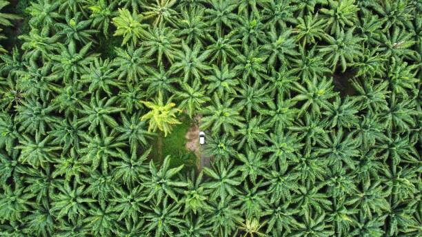 istock Palm trees in the jungle from the sky 1332228707