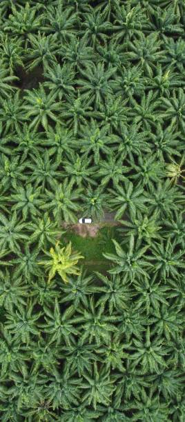 istock Palm trees in the jungle from the sky 1332228717