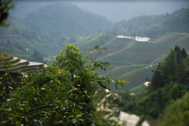 istock Terraced Field Landscape 1332228942