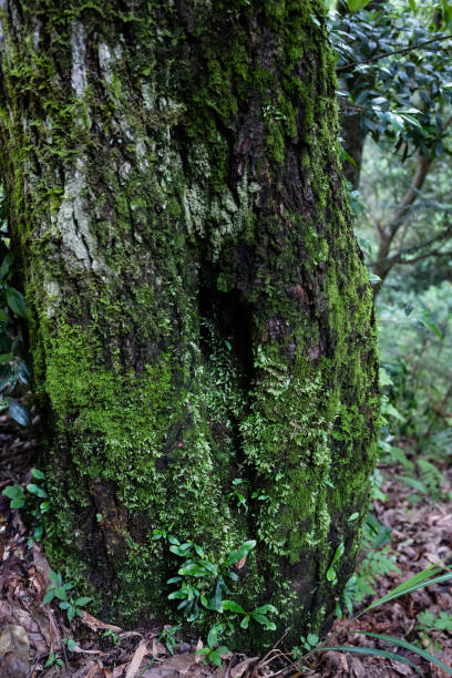 istock Moss and fern in forest 1332229023