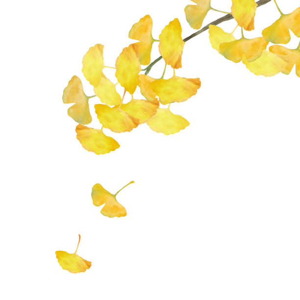 ilustrações, clipart, desenhos animados e ícones de watercolor fall ginkgo deixa decoração - nogueira do japão