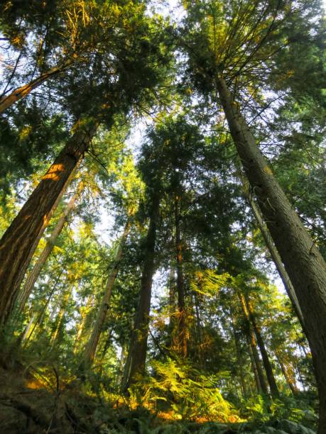 istock Majestic Forest in Pacific Northwest 1332229786