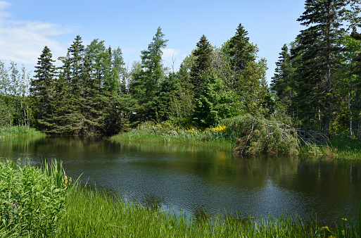 Small lake or pond in a green forest on a sunny day