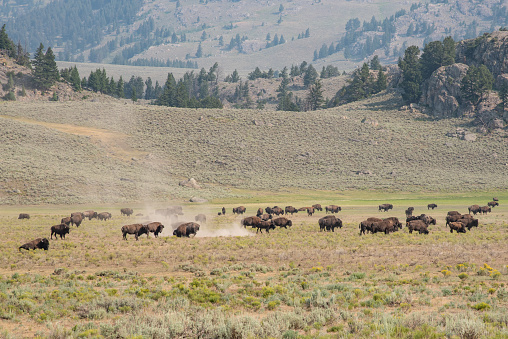 Large herd of bison (buffalo) resting, rolling in dirt and finding mates for the rutting (reproduction) season in Lamar Valley in Yellowstone National Park in western USA in the states of Wyoming and Montana. Nearby communities are Mammoth Hot Springs, Gardiner and Cooke City, Montana. John Morrison Photographer