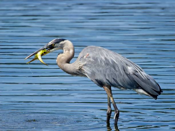 Great Blue Heron fishing Great Blue Heron is fishing near the shore in Esquimalt lagoon, Victoria BC big blue crane stock pictures, royalty-free photos & images