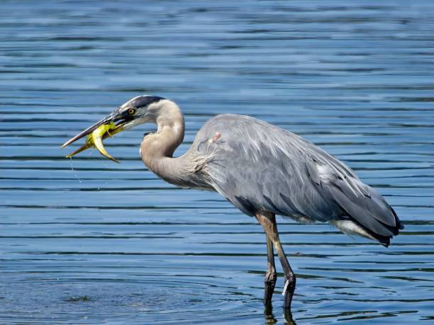 Great Blue Heron fishing stock photo