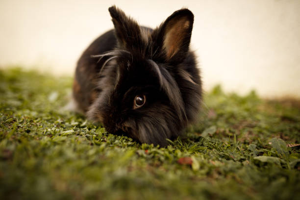 Cute little rabbits outdoors