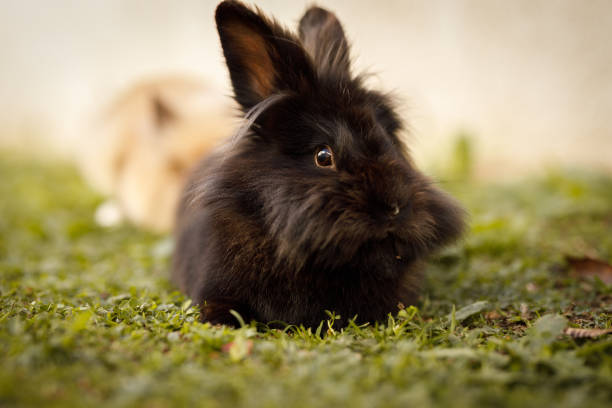 Black rabbit  сlose up. Young cute bunny with fluffy hair.