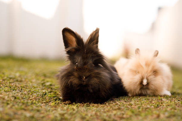 istock Two Rabbits laying in garden 1332232922