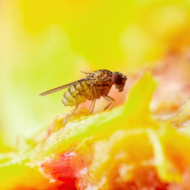 istock Tropical Fruit Fly Drosophila Diptera Parasite Insect Pest on Ripe Fruit Vegetable Macro 1332235098