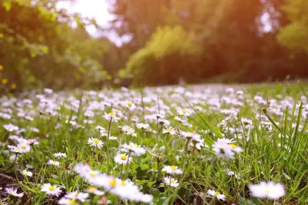 Photo of daisy field summer