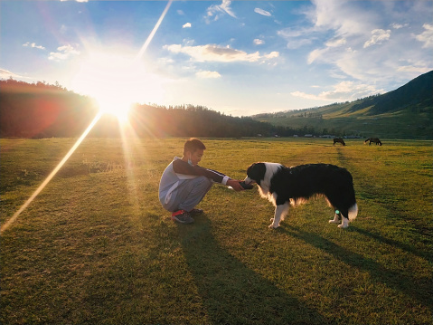 At sunset, the boy drinks water to the border collie in the vast northern pasture