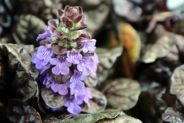 close-up de ajuga flores vieiras pretas florescendo - ajuga - fotografias e filmes do acervo