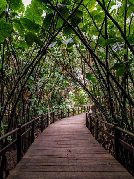 istock Path in the middle of the mangrove vegetation 1332238376