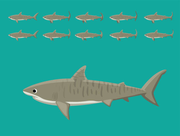 Animal Animation Sequence Tiger Shark Cartoon Vector Animal Animation EPS10 File Format tiger shark stock illustrations