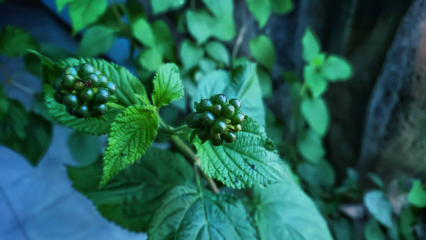 Little green fruit This small green fruit grows and is not commonly eaten, it almost resembles a berry spring bud selective focus outdoors stock pictures, royalty-free photos & images