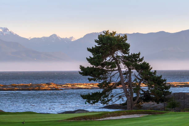 istock Victoria, British Columbia Waterfront 1332239325