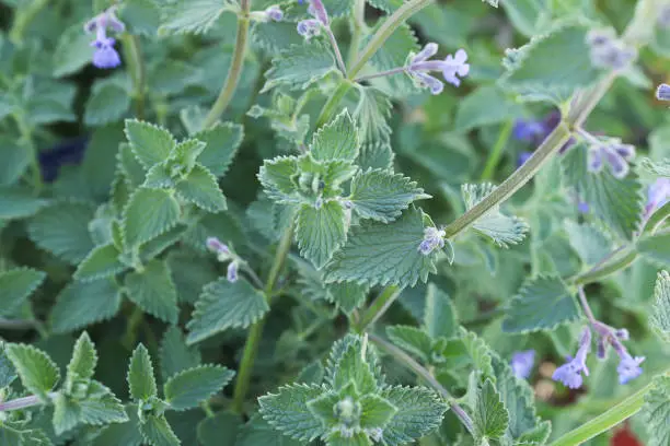 Green leaves and buds on a catmint plant about to bloom.