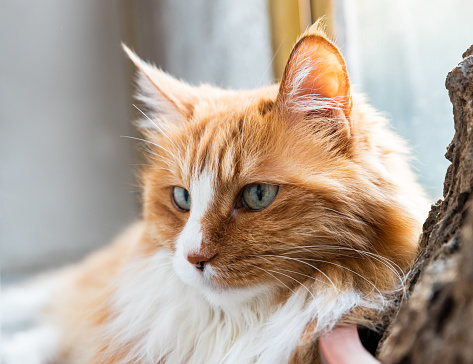 A grey and white fluffy Siberian cat looks up to a large copy space.