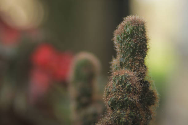 istock Mini cactus with little red thorns on red pot in the backyard. 1332245718