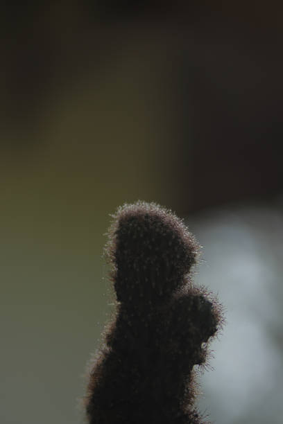 Close-up view of mini cactus with little red thorns on red pot in the backyard. Mini cactus for home decor. Houseplant stock images.