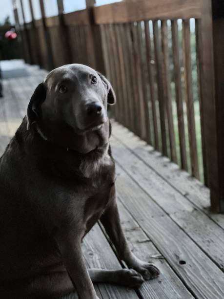 istock Silver Labrador - stock photo 1332246714