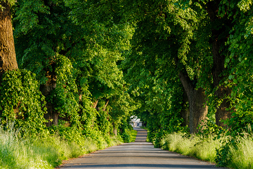 A Alley of Trees in the Summer