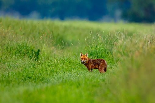 Red fox is hunting in a meadow