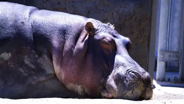 Photo of Popular hippopotamus