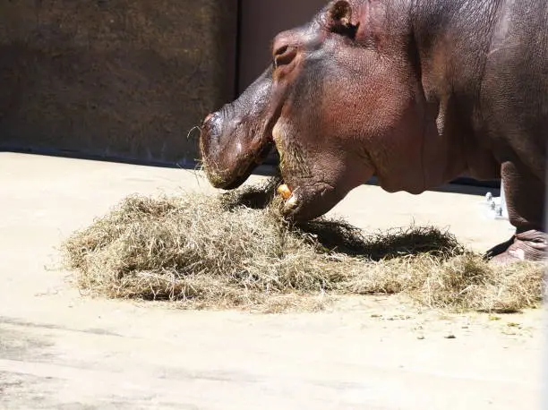 Photo of Popular hippopotamus