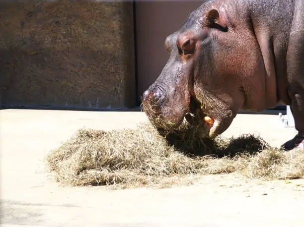 Photo of Popular hippopotamus