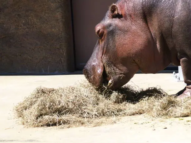 Photo of Popular hippopotamus