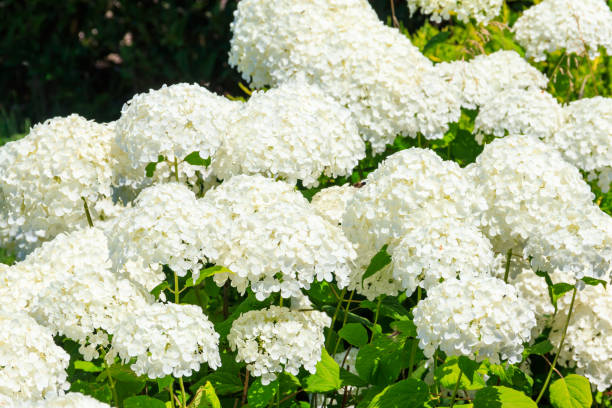 istock Beautiful white blooming hydrangea in a garden 1332250997