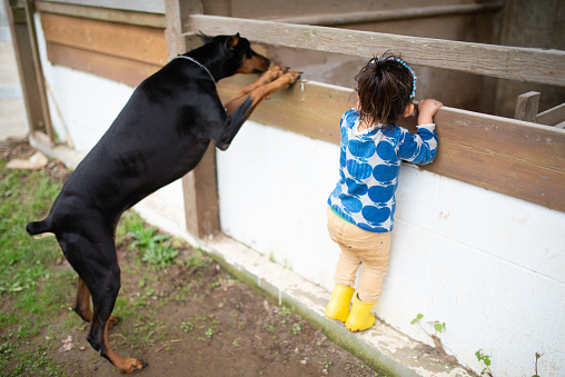 Doberman with a child looking into something together