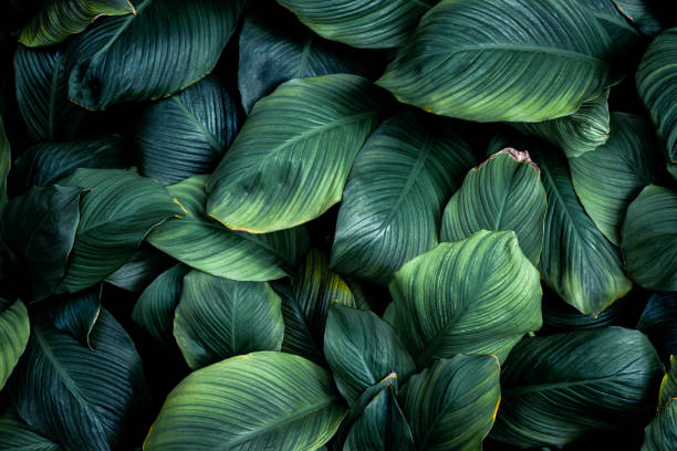 istock Full Frame of Green Leaves Pattern Background 1332254433