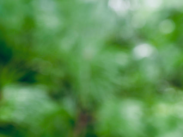 istock Leaf bokeh in the forest, missed focus 1332254623