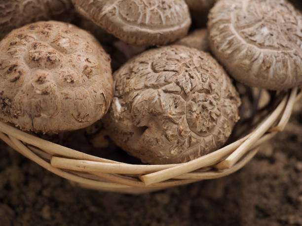 istock Fresh organic vegetables shiitake mushrooms 1332254624