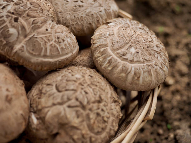 istock Fresh organic vegetables shiitake mushrooms 1332254632