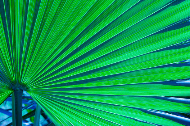 istock abstract palm leaf background, closeup blue leaves texture 1332254730